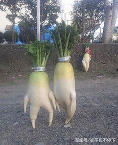 萝卜的搞笑图片,爆笑搞笑图片大盘点 第2张 萝卜的搞笑图片,爆笑搞笑图片大盘点 第2张