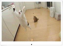 搞笑破裤衩图片,笑破裤衩！盘点那些让人捧腹大笑的搞笑图片