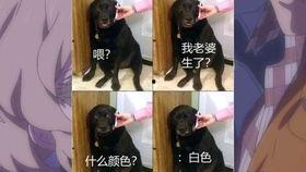 搞笑破裤衩图片,笑破裤衩！盘点那些让人捧腹大笑的搞笑图片  第3张